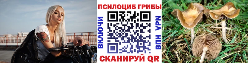 купить   Дербент  Псилоцибиновые грибы прущие грибы 